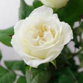 直前!】バラ シェドゥーブル(白)40cm程度【IT-23】【生花】 - 花