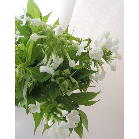 生花 フロックス 白 60cm 今週のオトク 通販 はなどんやアソシエ