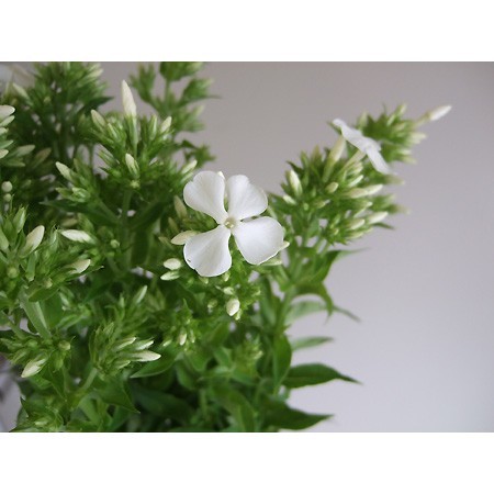 生花 フロックス 白 60cm 今週のオトク 通販 はなどんやアソシエ 生花 フロックス 白 60cm 今週のオトク 通販 はなどんやアソシエ