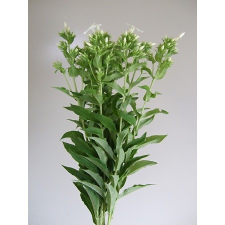 生花 フロックス 白 60cm 今週のオトク 通販 はなどんやアソシエ 生花 フロックス 白 60cm 今週のオトク 通販 はなどんやアソシエ