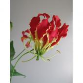 生花】グロリオサ(赤)無印2L 高知市三里 【OT】今週のオトク! - 花材