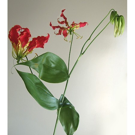 生花 グロリオサ 赤 無印2l 高知市三里 Ot 今週のオトク 通販 はなどんやアソシエ 生花 グロリオサ 赤 無印2l 高知市三里 Ot 今週のオトク 通販 はなどんやアソシエ