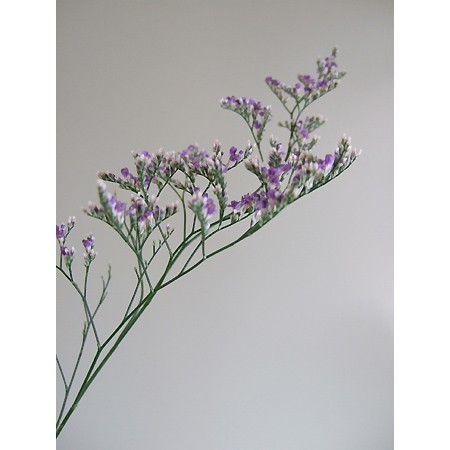 直前 国産hbスターチス エバーライト 紫 70cm程度 生花 通販 はなどんやアソシエ 直前 国産hbスターチス エバーライト 紫 70cm程度 生花 通販 はなどんやアソシエ