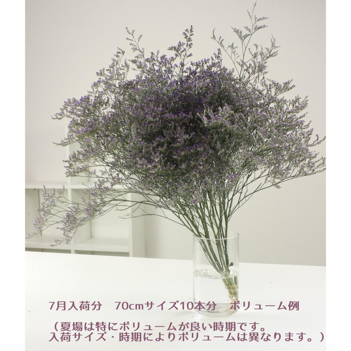 直前 国産hbスターチス エバーライト 紫 70cm程度 生花 通販 はなどんやアソシエ 直前 国産hbスターチス エバーライト 紫 70cm程度 生花 通販 はなどんやアソシエ