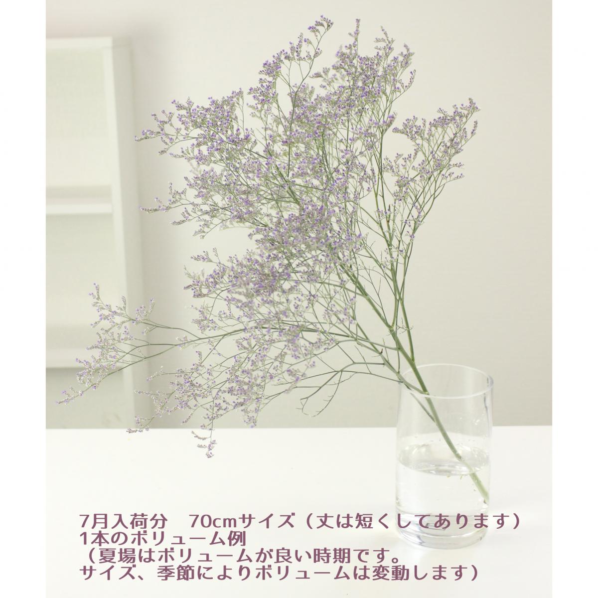 直前 国産hbスターチス エバーライト 紫 70cm程度 生花 通販 はなどんやアソシエ 直前 国産hbスターチス エバーライト 紫 70cm程度 生花 通販 はなどんやアソシエ
