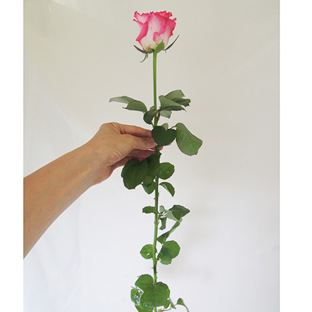 生花】バラ ガーディアン(白×ピンクふち)山形 40cm□今週のオトク - 花