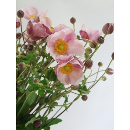 【直前!!】秋明菊[ピンク]::今週のおトク!※(火)(木)(土)AMにお受け取りください。