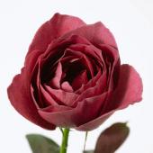 直前】バラ ブラックティ(赤茶)70cm程度【生花】 - 花材通販は