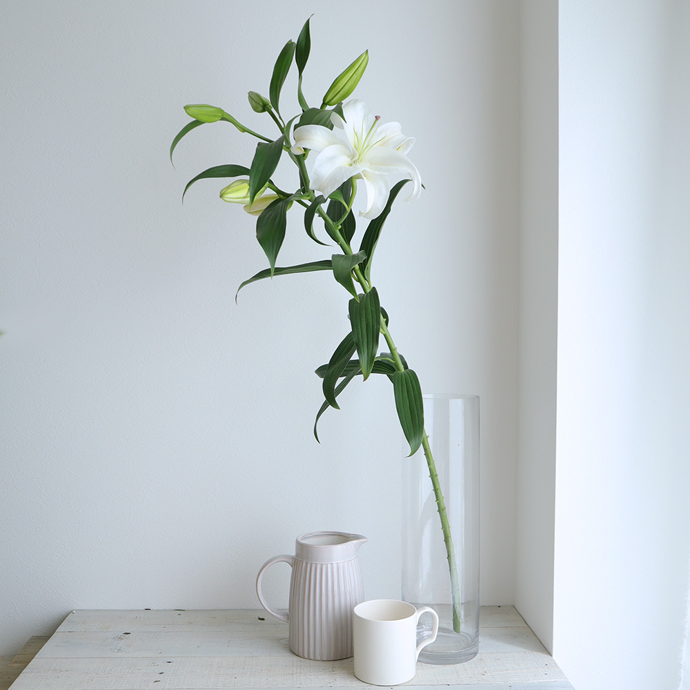 生花 カサブランカ 白 2l 津南農協 Ot 通販 はなどんやアソシエ 生花 カサブランカ 白 2l 津南農協 Ot 通販 はなどんやアソシエ