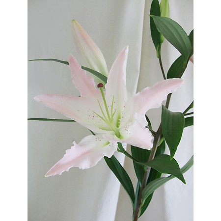 【生花】オリエンタルユリ　マルコポーロ(薄いピンク)4-5輪　【OR-13】