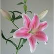 【生花】オリエンタルユリ　ソルボンヌ(ピンク)　90CM　5-6輪つき　FFヒライデ【OT】