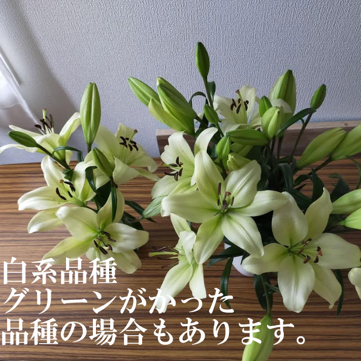 生花 ボリューム割引 スカシユリ 白 色について商品説明お読みください 通販 はなどんやアソシエ 生花 ボリューム割引 スカシユリ 白 色について商品説明お読みください 通販 はなどんやアソシエ