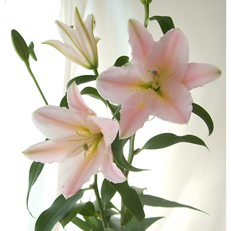 直前0506 オリエンタルユリ ピンク 通販 はなどんやアソシエ 直前0506 オリエンタルユリ ピンク 通販 はなどんやアソシエ