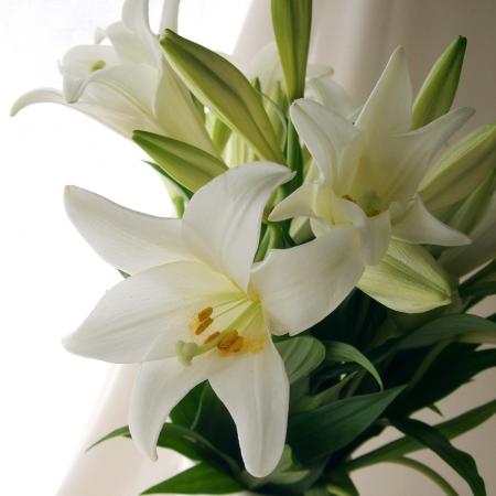 【生花】鉄砲ユリ 2-3輪つき【早締切-74】※届日限定:12/16〜30(年末価格)