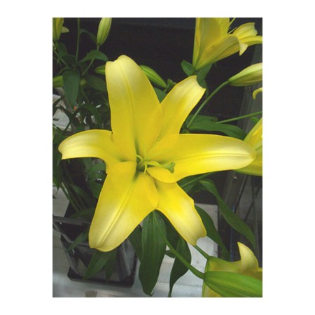 【直前】【生花】FLCのユリ イエローウィン(OT):今週のオトク!