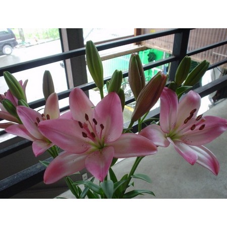 生花 Spotspecial カプレット Laユリ ピンク 通販 はなどんやアソシエ 生花 Spotspecial カプレット Laユリ ピンク 通販 はなどんやアソシエ