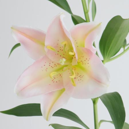 【生花】オリエンタルユリ　バンドーム(ピンク・無花粉系)80cm 　FFヒライデ【OT】