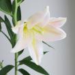 【生花】オリエンタルユリ　バンドーム(ピンク・無花粉系)80cm 　FFヒライデ【OT】
