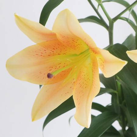 【生花】オリエンタルユリ ゼルミラ(アプリコット)4-5F 90cm FFヒライデ【OT】新潟県ほか