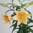 【生花】オリエンタルユリ ゼルミラ(アプリコット)4-5F 90cm FFヒライデ【OT】新潟県ほか