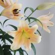 【生花】オリエンタルユリ ゼルミラ(アプリコット)4-5F 90cm FFヒライデ【OT】新潟県ほか