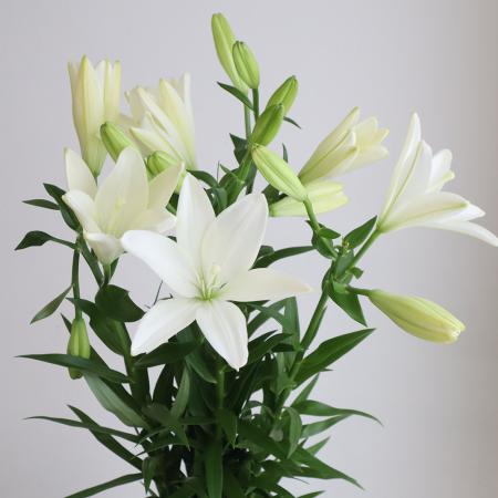 【生花】スカシユリ　ホワイトココット(白・無花粉)【OT】60CM 今井ゆり園