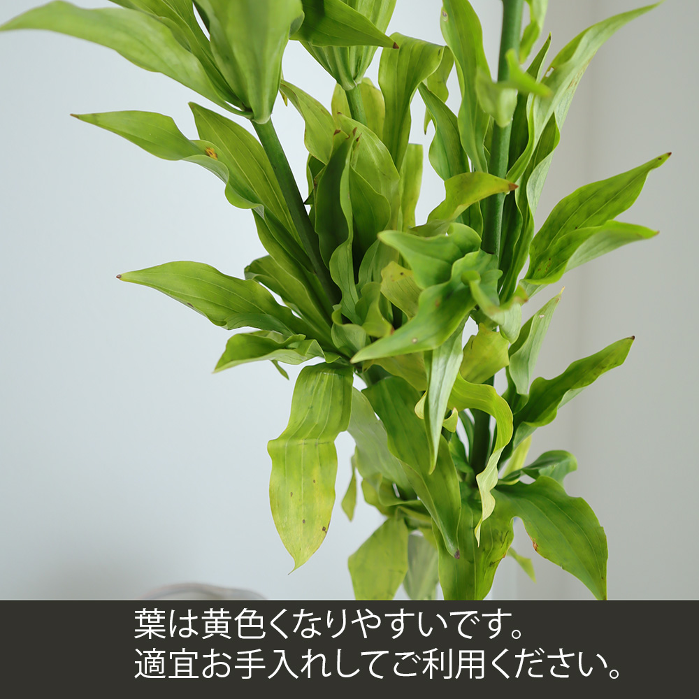 直前!】今季初!竹島ユリ 70cm※4輪程度 北信州【生花】 - 花材通販は
