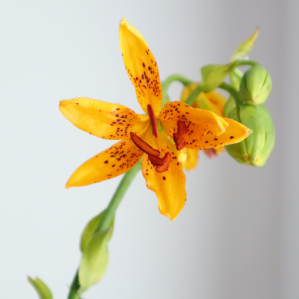 生花】竹島ユリ 60cm※3輪程度【OT】 - 花材通販はなどんやアソシエ