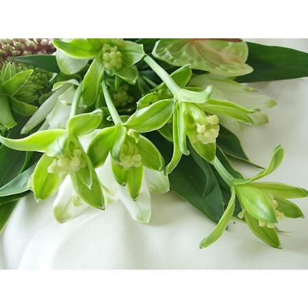 【生花】臨時入荷!鉄砲ユリ「グリーン・リリ・アルプ」(グリーン)4FJA上伊那　2本単位!