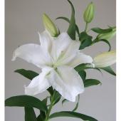 ユリ様 ユリ☆様 ユリ⭐︎様 ユリ Yuri Reviews: Megaman ZX | MegaMan Amino