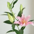 【生花】オリエンタルユリ(淡ピンク)ベンドームなど4-5F【OR-13】(年末価格)