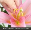 【生花】オリエンタルユリ(淡ピンク)ベンドームなど4-5F【OR-13】(年末価格)