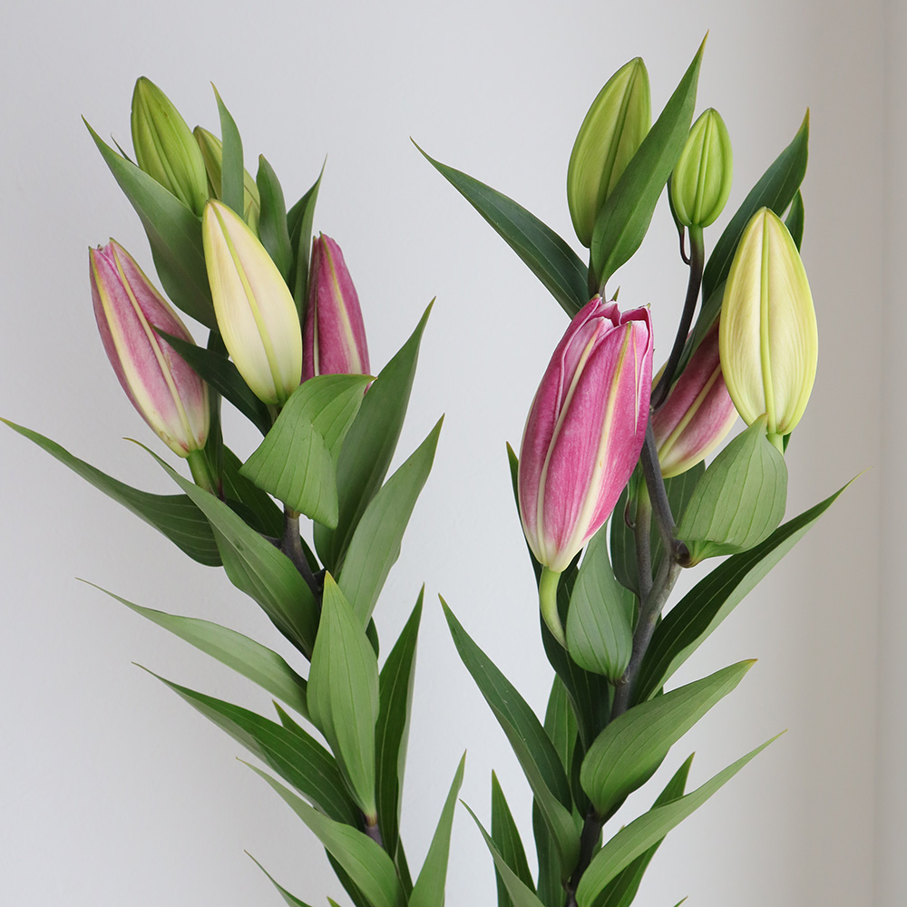 生花 オリエンタルユリ 赤系 ピコ マンボなど Ot 通販 はなどんやアソシエ 生花 オリエンタルユリ 赤系 ピコ マンボなど Ot 通販 はなどんやアソシエ