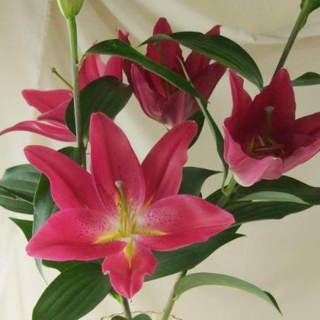 【直前!!】すぐ咲く!オリエンタルユリ　赤系(ピコ、マンボなど)約3輪【生花】