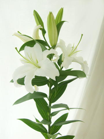 直前 オリエンタルユリ シベリア 白 お正月限定2本売り 生花 通販 はなどんやアソシエ