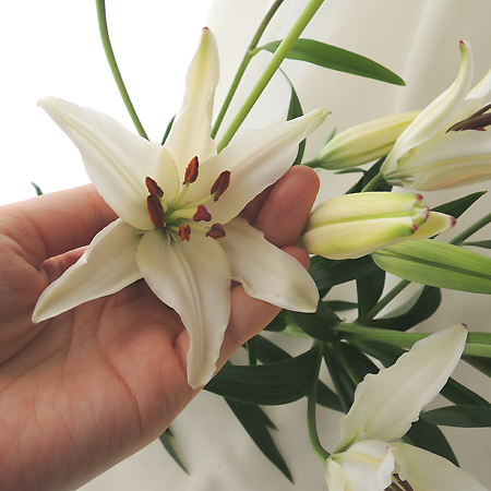 直前0417 小輪スカシユリ プチブラン 白 下関農協本所 通販 はなどんやアソシエ