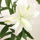 生花】八重咲きオリエンタルユリ マイウェディング(白) - 花材通販は