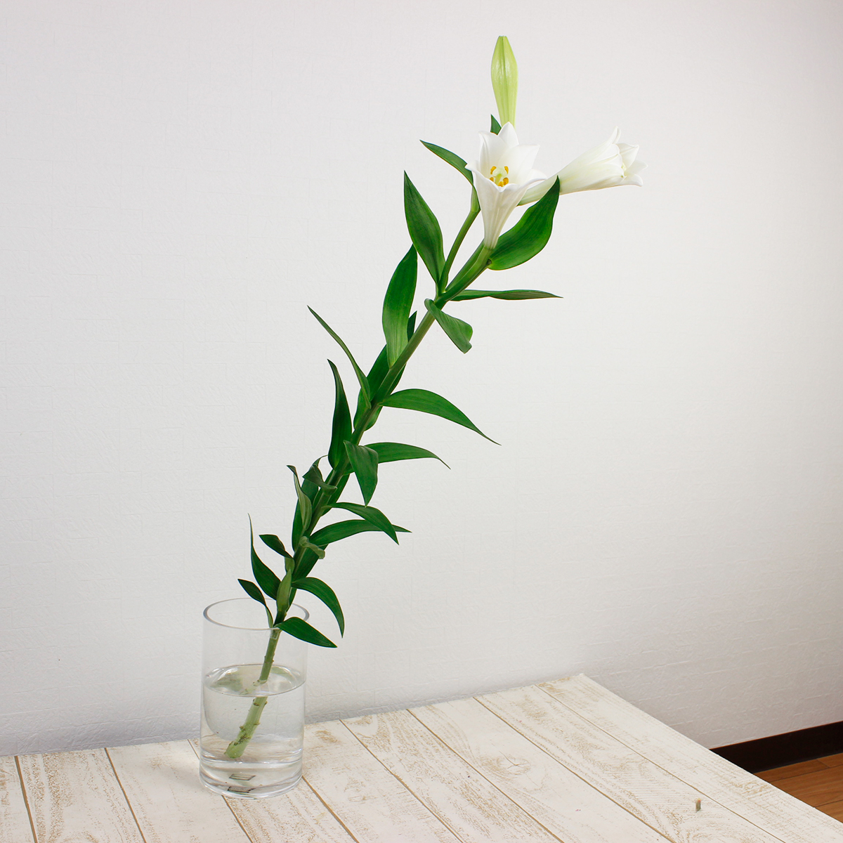 生花】鉄砲ユリ プチホルン(白)3〜4輪 【OT】 - 花材通販はなど