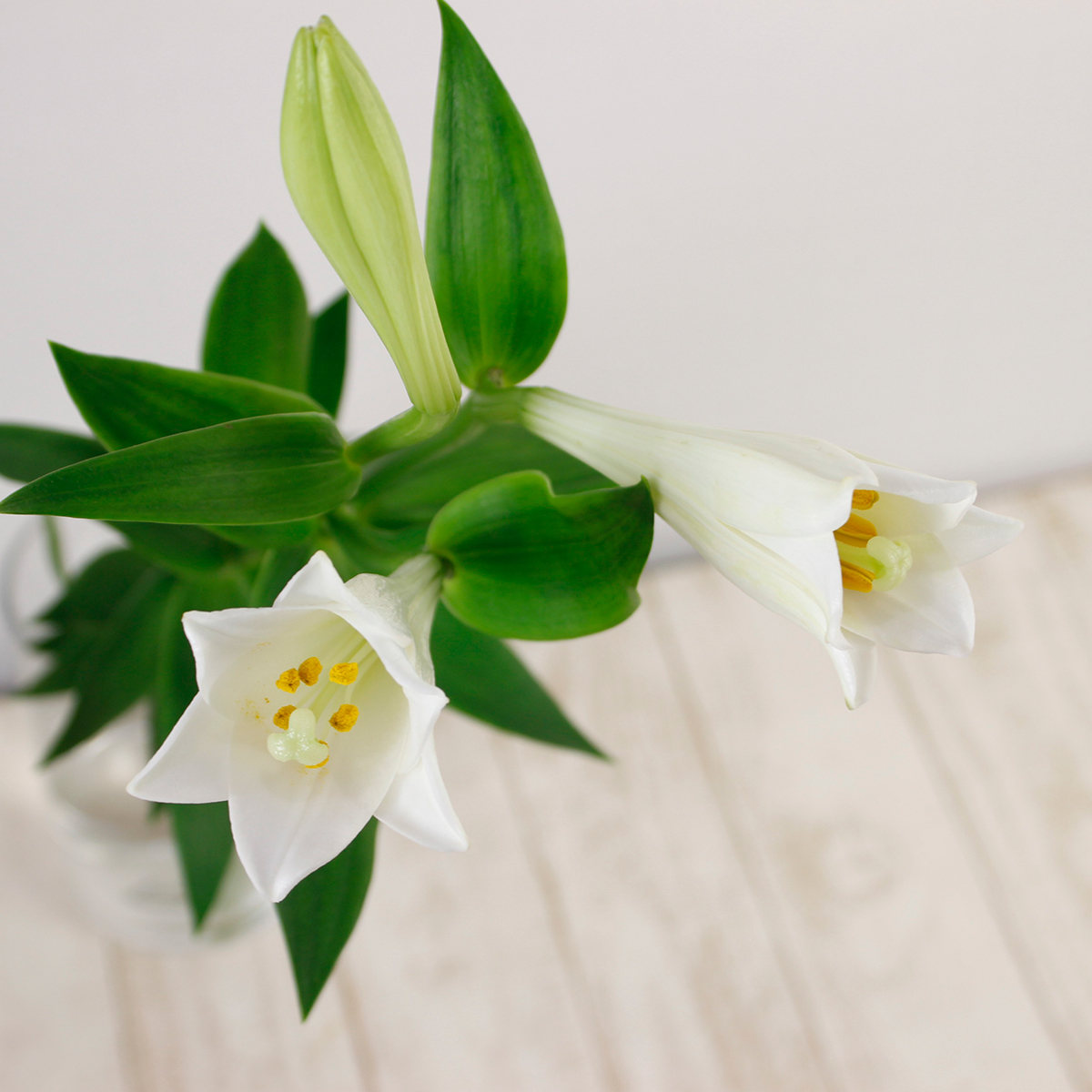 直前】鉄砲ユリ ピュアホルン、プチホルンなど(白)2L 【生花】 - 花材