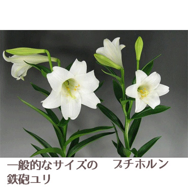 生花】鉄砲ユリ プチホルン(白)3〜4輪 【OT】 - 花材通販はなどんや