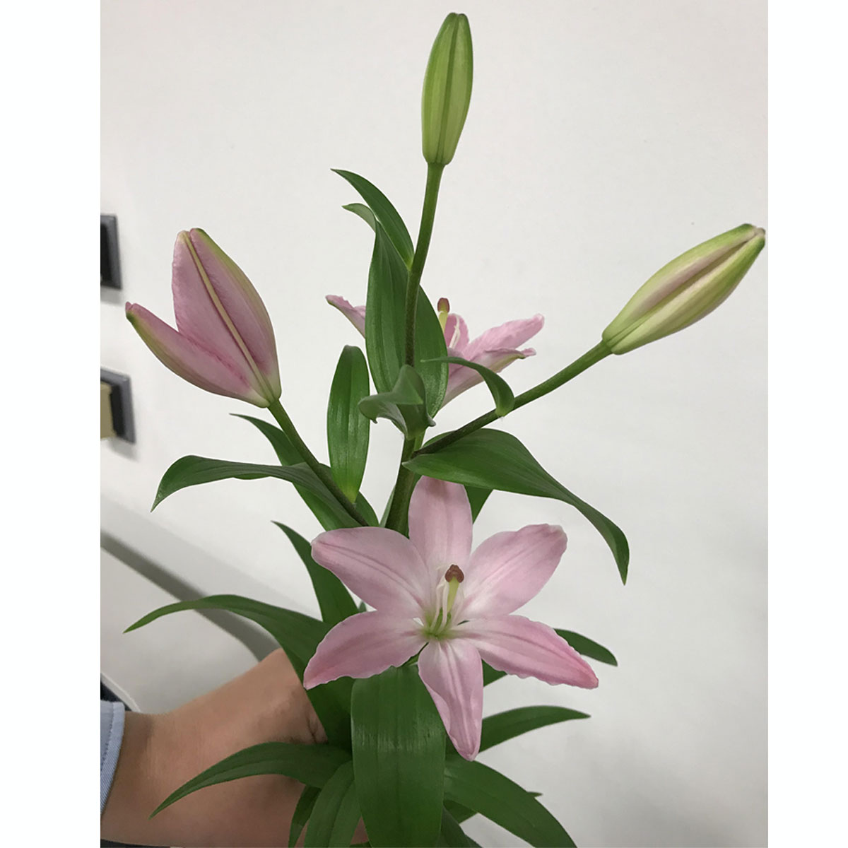 生花 小輪スカシユリ ピリカ ピンク 花粉なし 高橋花園 通販 はなどんやアソシエ 生花 小輪スカシユリ ピリカ ピンク 花粉なし 高橋花園 通販 はなどんやアソシエ