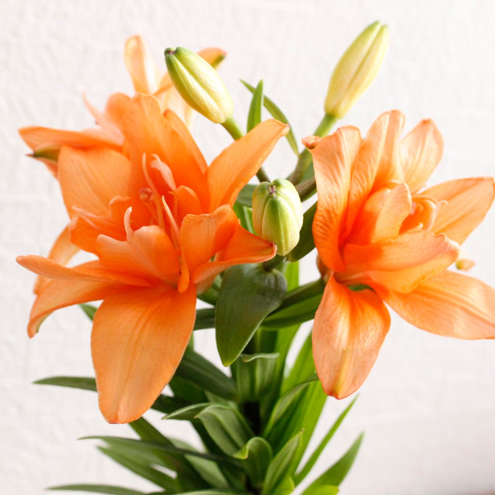 直前 スカシユリ タイニーダブルユー 30cm程度 生花 通販 はなどんやアソシエ 直前 スカシユリ タイニーダブルユー 30cm程度 生花 通販 はなどんやアソシエ