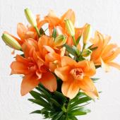 ユリ 生花】スカシユリ タイニーダブル※2輪付き(八重咲きオレンジ)30cm程度