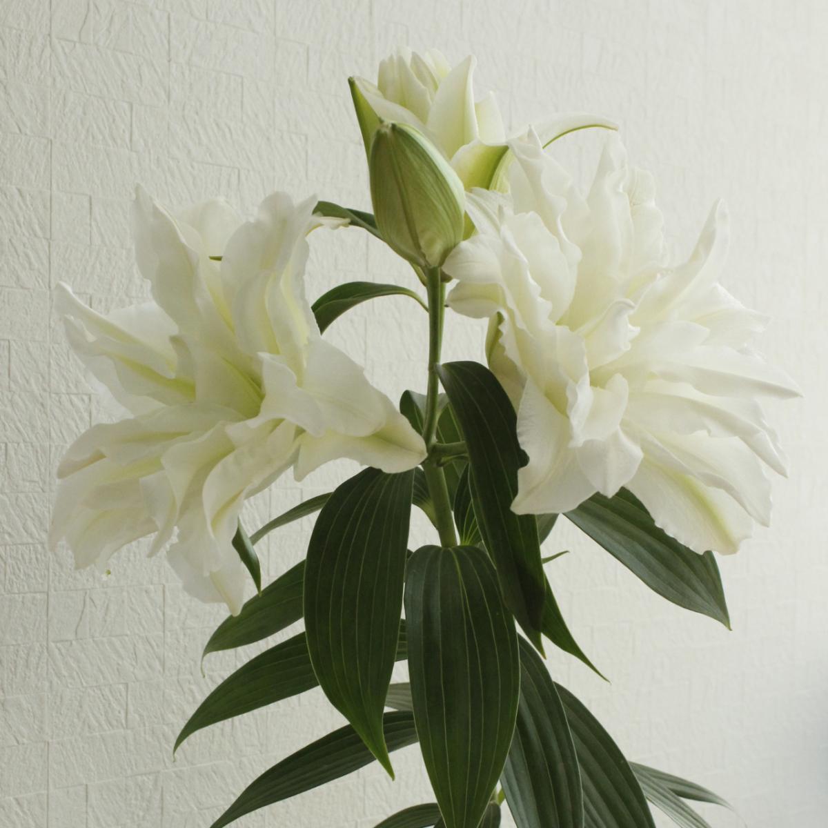 生花 八重咲きオリエンタルユリ アイシャ 白 4輪 Ot 通販 はなどんやアソシエ 生花 八重咲きオリエンタルユリ アイシャ 白 4輪 Ot 通販 はなどんやアソシエ