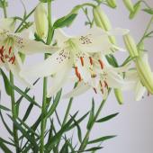 生花】シャンデリアリリー スイートサレンダー(白)60cm 3輪ー