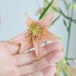 【生花】シャンデリアリリー　コサージュ(ピンク)40cm3輪【早締切-60】千葉　石川園芸