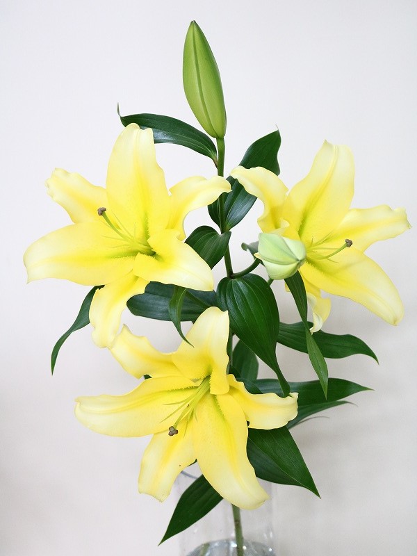 生花】OTユリ ベルビル(黄色) - 花材通販はなどんやアソシエ
