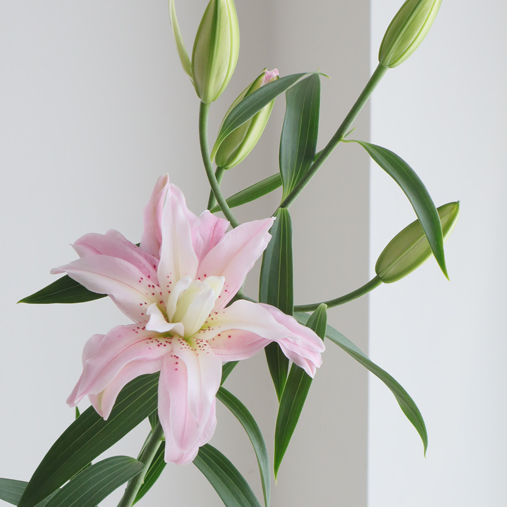 08直前 八重オリエンタルユリ ダイアンサ ピンク八重 北石狩農協 通販 はなどんやアソシエ 08直前 八重オリエンタルユリ ダイアンサ ピンク八重 北石狩農協 通販 はなどんやアソシエ