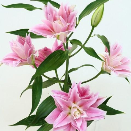 【生花】オリエンタルユリ　カデンゴ(八重ピンク)　90cm　4-5輪　FFヒライデ【OT】