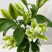 生花】八重咲きオリエンタルユリ ハンバー 4輪程度(白緑)【OR-13